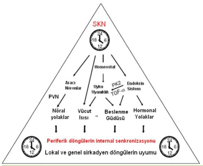 Sirkadyen Ritim